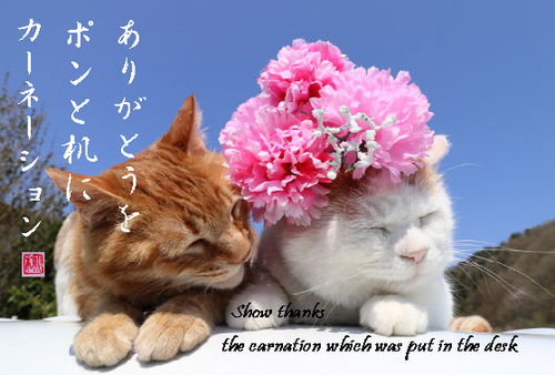 俳句 カーネーション Abemomo 講師コラム Cafetalk 俳句 カーネーション Abemomo 講師コラム Cafetalk