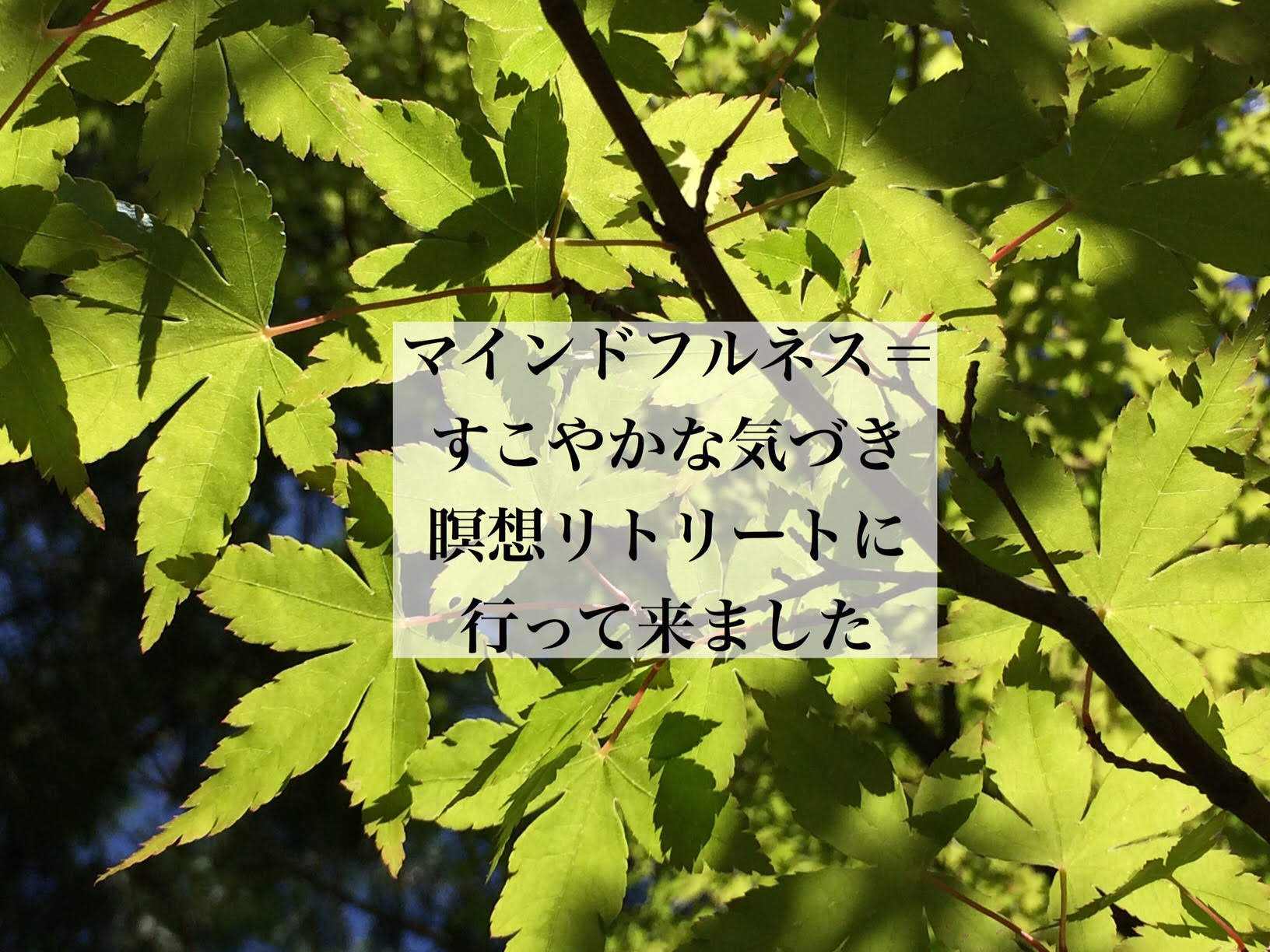 植物園のあふれる緑の中でイタリアンを 京都 北山 イン ザ グリーン ハルさんと行く 京都めぐり 大田垣晴延のblog