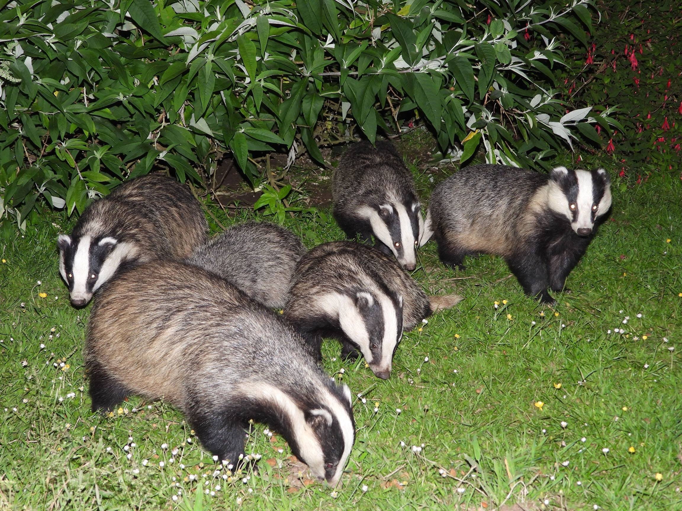 look at how many badgers there are in my uncles garden!
