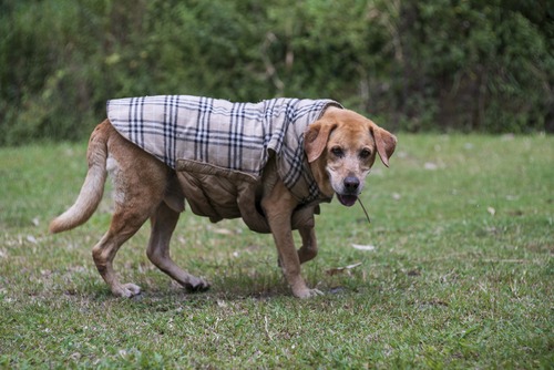 インターネット翻訳は良いですか 讲师 Luis Blanco 的专栏