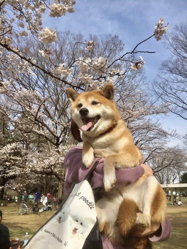 おもしろニュースご紹介 子犬 を保護したはずが Tutor Ria Y S Column Cafetalk