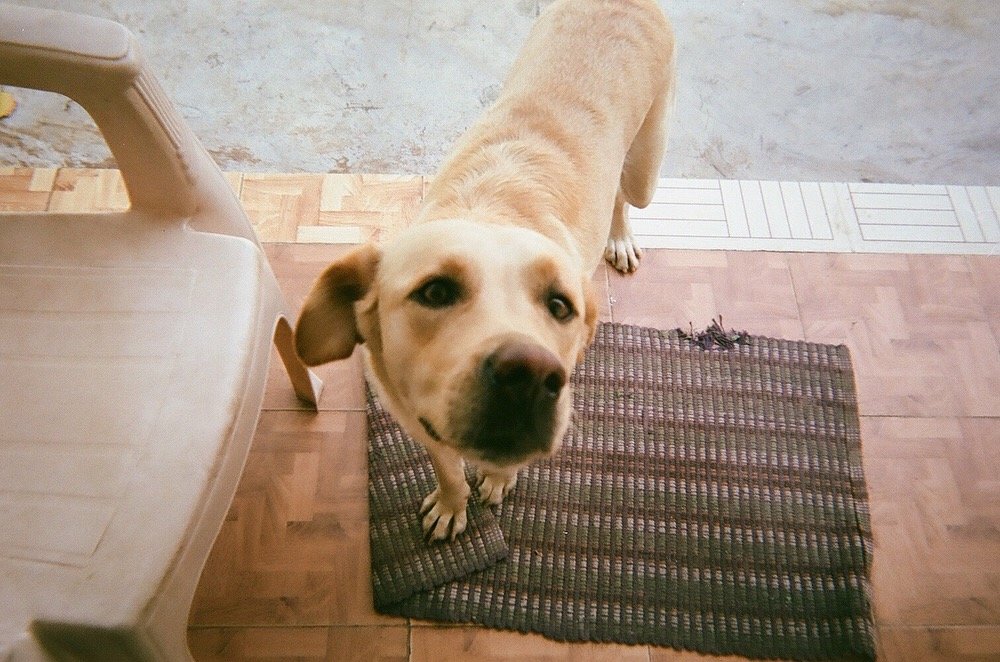 イヌ派 ネコ派 ネコみたいな性格と言われつつも絶対的イヌ派 Tutor Yoko The 7th Sense Yoga S Column Cafetalk