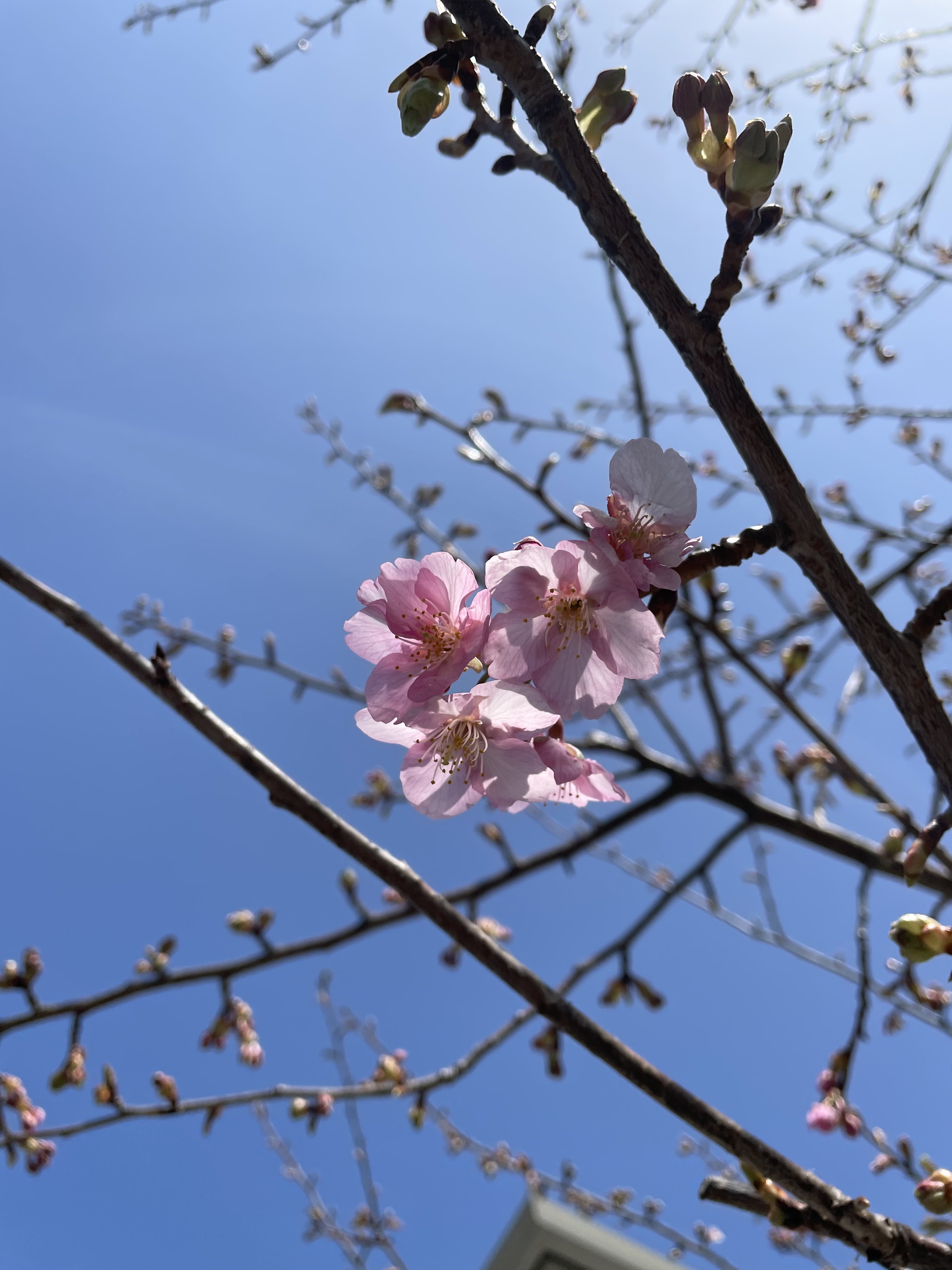 Japanese Lesson 外国語 がいこくご で意見 いけん をいうには Lisa Hayashi 講師コラム Cafetalk