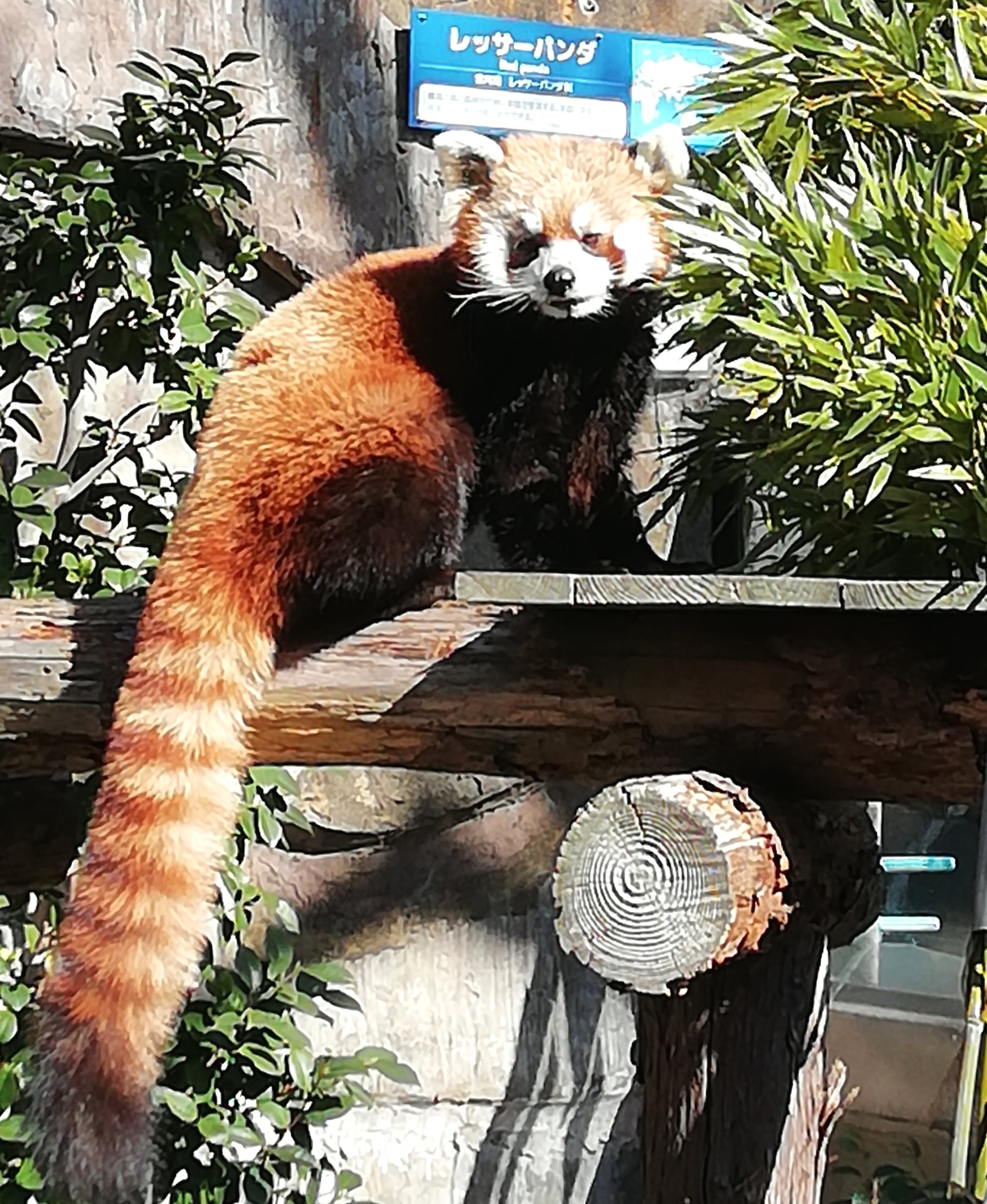 ほっこり Japanese Onomatopoeia Kayo I 講師コラム Cafetalk