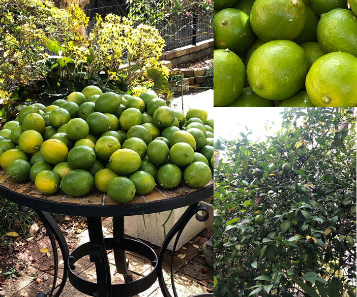 秋と言えば 収穫の秋 Harvest Harvest Harvest Tutor Riocat S Column Cafetalk