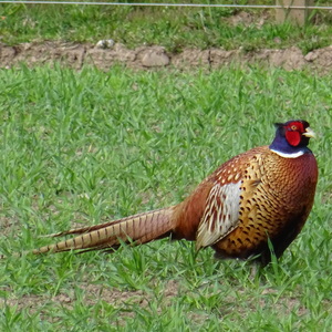 Lesson image