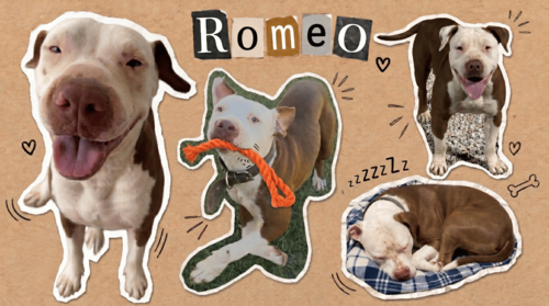Romeo the dog