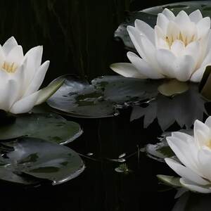 Lesson image