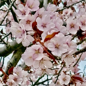 Lesson image
