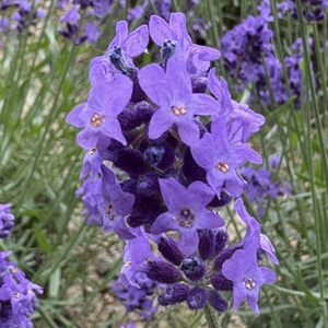 Lesson image