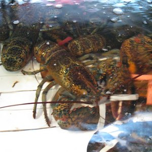 Lesson image